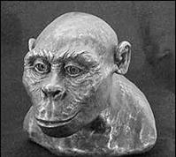 Scimpanzé Bonobo Ominidi I proto-ominini. 6,5-5 milioni di anni fa!! Scoperti da poco (2001-2002).