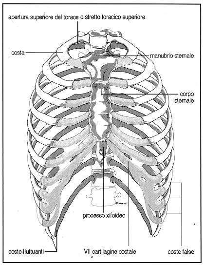 Costituita da colonna dorsale, coste e sterno, delimita un ampio spazio in cui sono contenuti polmoni, cuore con il suo peduncolo vasale ed in mediastino Ha forma cilindrico-conica chiusa verso l