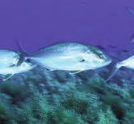 Colorazione grigio-bluastra nella parte dorsale, fianchi argentei con una caratteristica macchia nera più grossa rispetto alle altre specie dello stesso genere.