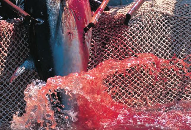 [PAGINA A FIANCO] Insieme ai tonni anche altri grandi predatori, come gli squali, venivano talvolta catturati nella tonnara [IN ALTO] L ultimo colpo di coda