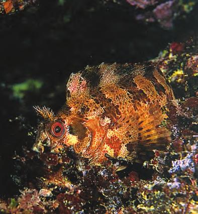 Le segnalazioni di questa specie erano concentrate prevalentemente in zone ristrette dell Oceano Atlantico, mentre oggi il numero di avvistamenti nel Mediterraneo continua ad aumentare.
