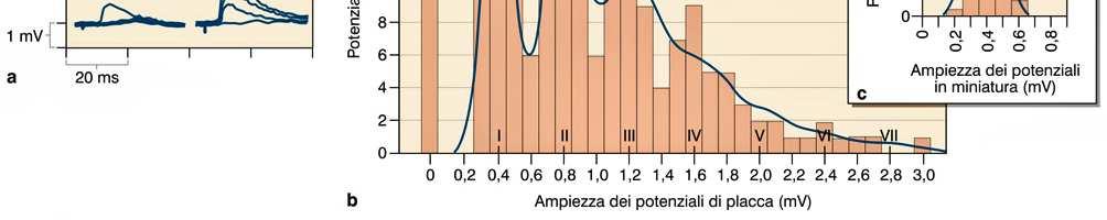 ampiezza con picchi in corrispondenza di valori che sono multipli interi dell ampiezza media dei MEPP.