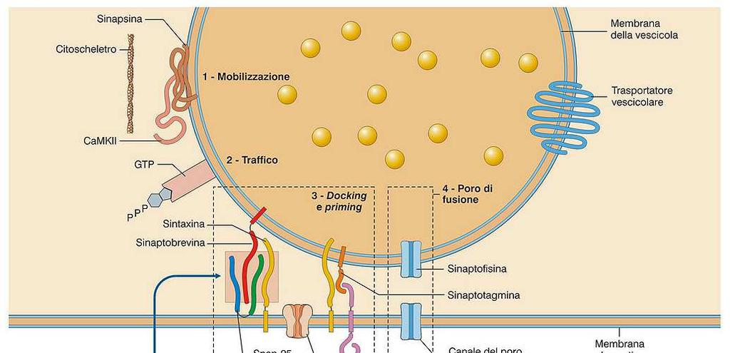 Stadi vescicolari e liberazione neurotrasmettitore 1. Mobilizzazione: liberazione dal legame con il citoscheletro (sinapsine) 2.