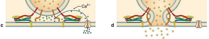 La fusione completa è inibita dalla proteina vescicolare sinaptotagmina.