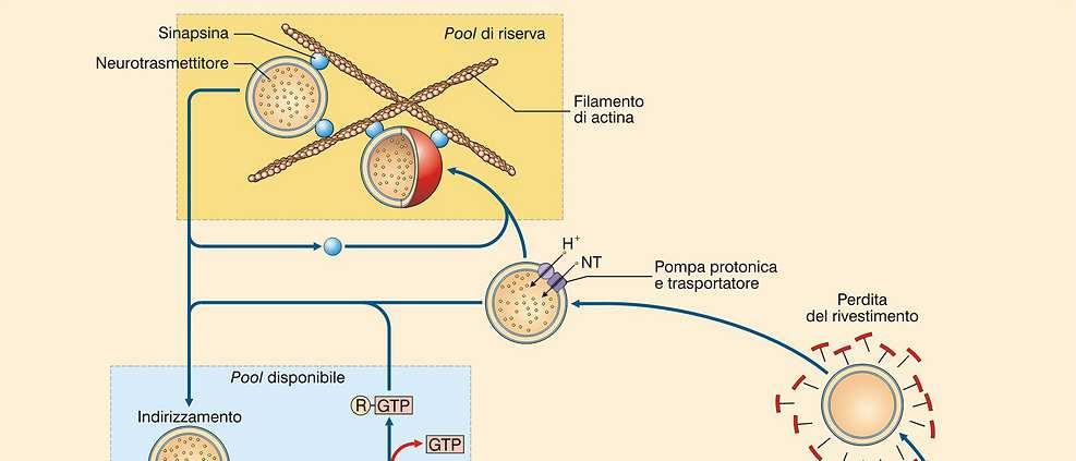 Le vescicole sinaptiche sono riciclate per endocitosi con due meccanismi diversi a seconda che siano collassate o meno nella membrana presinaptica: Vescicole non