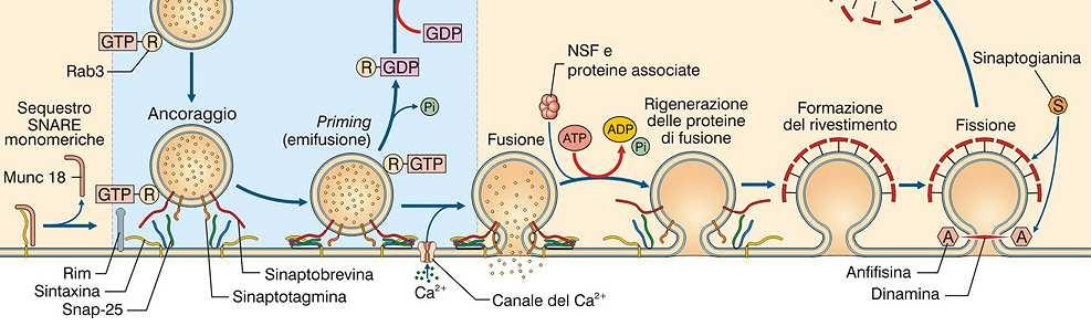 Vescicole collassate: richiedono l intervento di proteine (adattine), che separano e raccolgono i componenti specifici della membrana vescicolare e favoriscano la