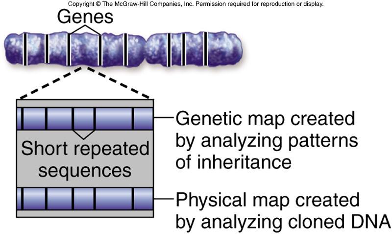La mappaturadeigenomi Le mappe genetiche e fisiche possono essere correlate Qualsiasi gene clonato può essere mappato geneticamente e
