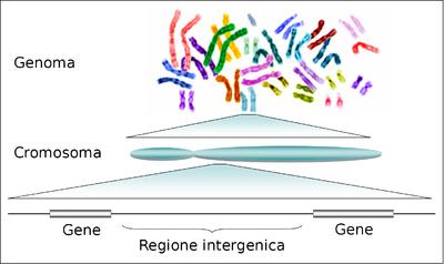 Il Genoma umano Gene codificanti