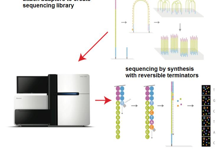 Risequenziamento del genoma Next Generation Sequencing (NGS) (reads) Load into sequencer o To be reliable enough to sequence the