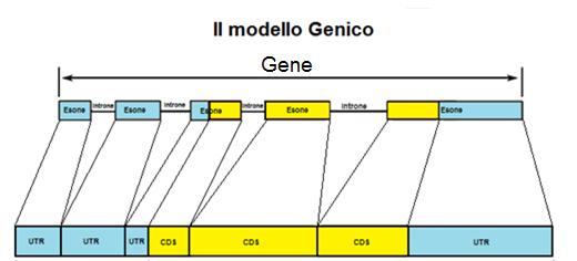 Il modello genico Il modello genico di un gene codificante proteine è composto da: gene: la regione completa del gene (a volte mrna) exon: regione che viene mantenuta dopo la maturazione.
