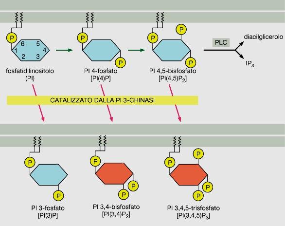 PI3-chinasi e quindi attivare la formazione di PIP3, che viene legato da specifiche proteine che