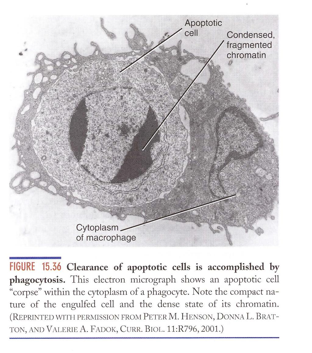 Apoptosis is a clean process.