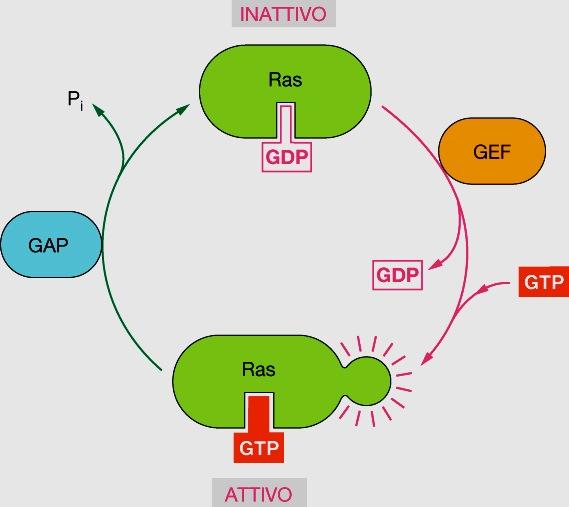 proteina con attività GTPasica, Ras GTP Exchange Factor (fattori di scambio del