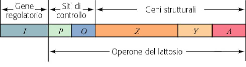 STRUTTURA DEI MESSAGGERI PROCARIOTICI I MESSAGGERI PROCARIOTICI POSSONO ESSERE: MONOCISTRONICI codificano per 1 Proteina POLICISTRONICI codificano per più proteine (Operone)