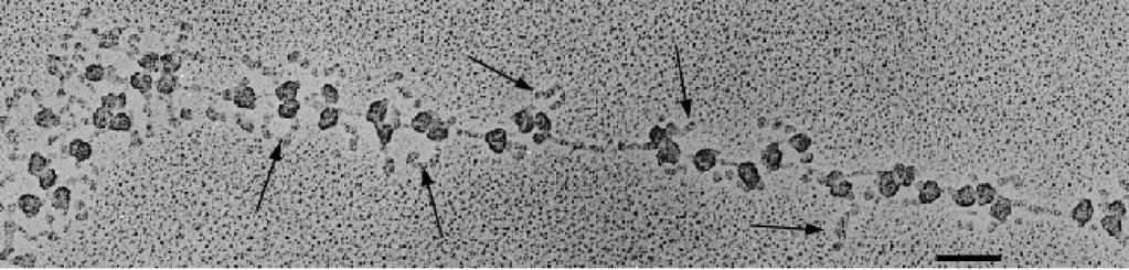 I COMPONENTI DELL APPARATO TRADUZIONALE SONO GLI STESSI IN PROCARIOTI ED EUCARIOTI RNA messaggero (mrna): IL MESSAGGIO RNA transfer (trna): L ADATTATORE RIBOSOMA: L ENZIMA CHE FORMA IL LEGAME