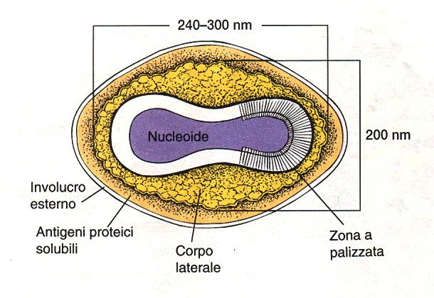 nucleoide e l involucro esterno ci sono due corpi