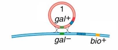 gal si integra stabilmente nel genoma virale e può essere trasferito ma con efficienza bassa perchè il sito di riconoscimento è alterato (ibrido) e l