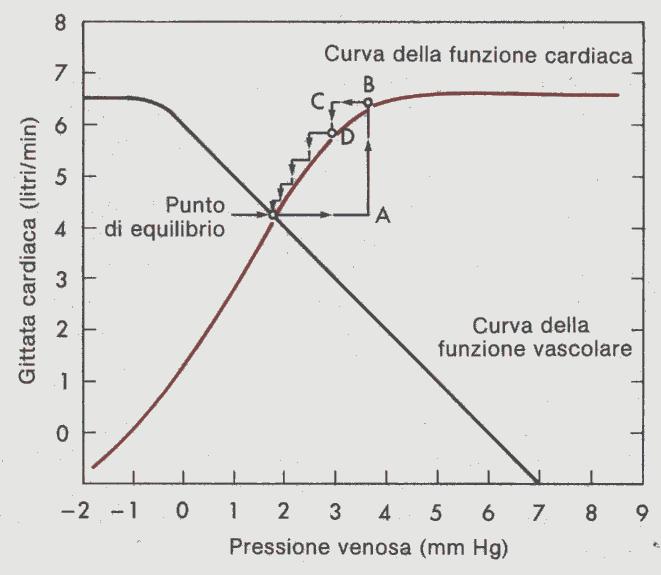 EQUILIBRIO TRA CUORE E CIRCOLO: INTERSEZIONE TRA FUNZIONE CARDIACA E VASCOLARE Il grafico mostra l intersezione tra la curva della funzione vascolare e quella della funzione cardiaca.