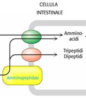 PANCREATITE ACUTA È una patologia infiammatoria che può portare all attivazione prematura degli zimogeni pancreatici con la conseguenza che il pancreas viene distrutto dagli enzimi