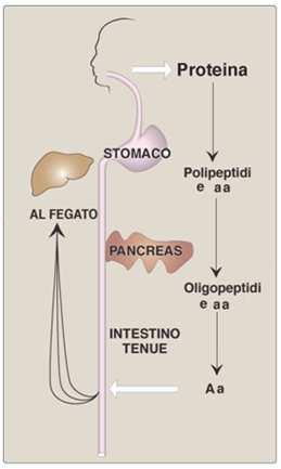 concentrazione delle proteine plasmatiche distribuzione di liquidi tra il