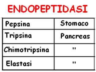 (endo- ed eso-peptidasi) che sono sintetizzate in forma di precursori