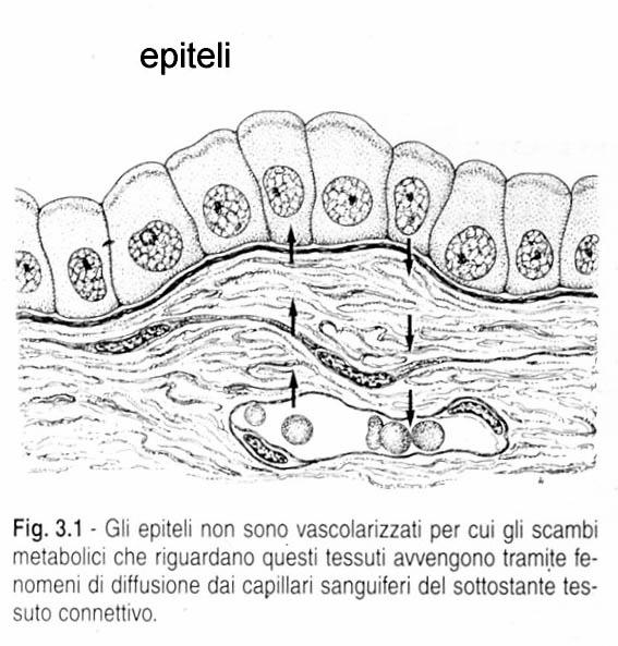 ISTOLOGIA