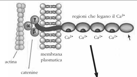 caderine Permettono l adesione l diretta cellula-cellula Formano omodimeri (dimeri che legano dimeri corrispondenti sulla membrana della cellula adiacente, come i dentelli