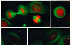 maggior parte delle cellule eucariotiche è suddiviso in quattro fasi