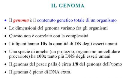 tipiche per cellule di mammiferi in rapida divisione.