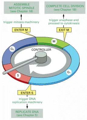 INTERFASE (2) Fase di gap 0 (G 0 ): Ci sono occasioni in cui una cellula lascia il ciclo e smette di dividersi.