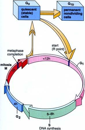 Fase G 0 (2) Lo stato normale di una cellula in un organismo adulto è quello di rimanere in G 0 finchè i fattori di