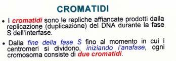 Ciclo cellulare MITOSI http://www.ncbi.nlm.nih.