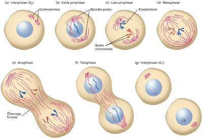 A questo punto la rottura dell involucro nucleare permette ai microtubuli del fuso di attaccarsi al cinetocore dei cromosomi.