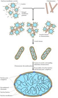 LA FOSFORILAZIONE DELLE LAMINE PORTA ALLA DEGRADAZIONE DELL INVOLUCRO NUCLEARE -1 L involucro nucleare è una estensione circondata da una doppia membrana del reticolo endoplasmico ruvido che contiene