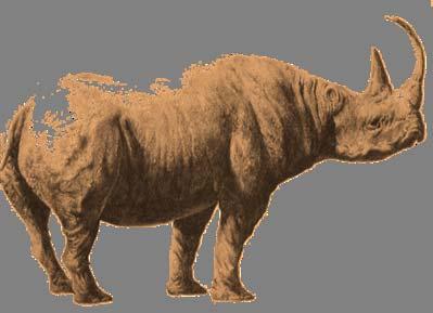 kirchbergensis, il rinoceronte di Merck) spinto rinnovamento