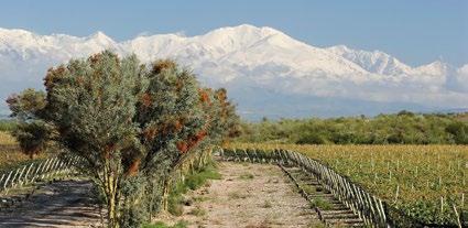 Masi Wine Experience è il progetto di ospitalità e di cultura che Masi propone al pubblico aprendo le porte non solo delle proprie