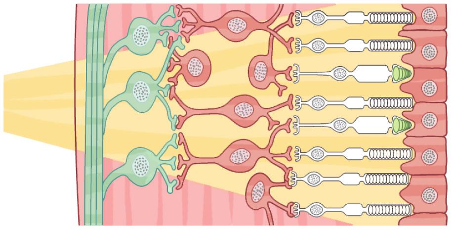 cellule di forma tozza, in numero 20 volte minore dei bastoncelli, sono più numerosi nella parte centrale della retina, detta fovea.