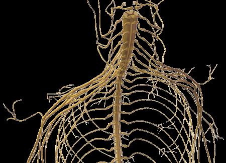 SISTEMA NERVOSO PERIFERICO! Il sistema nervoso periferico è formato dai NERVI che collegano il sistema nervoso centrale a tutti!