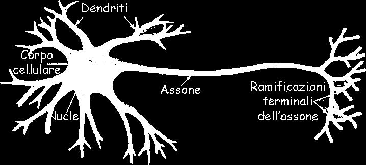 IL NEURONE! L unità fondamentale del sistema nervoso è il NEURONE u n a speciale cellula che trasmette gli impulsi nervosi!