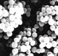 PRINCIPALI MICROSTAFILOCOCCHI ISOLATI DA INSACCATI CARNEI FERMENTATI Staphylococcus xylosus Staphylococcus carnosus