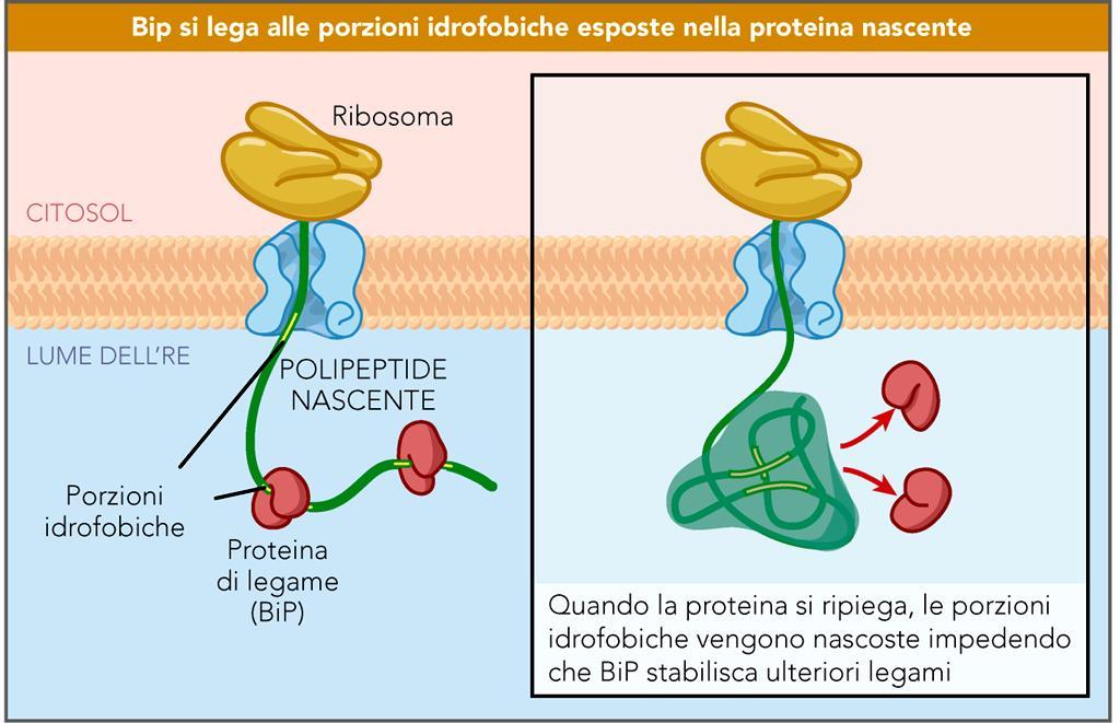 Le molecole chaperone intervengono nel ripiegamento (folding) delle proteine appena traslocate.