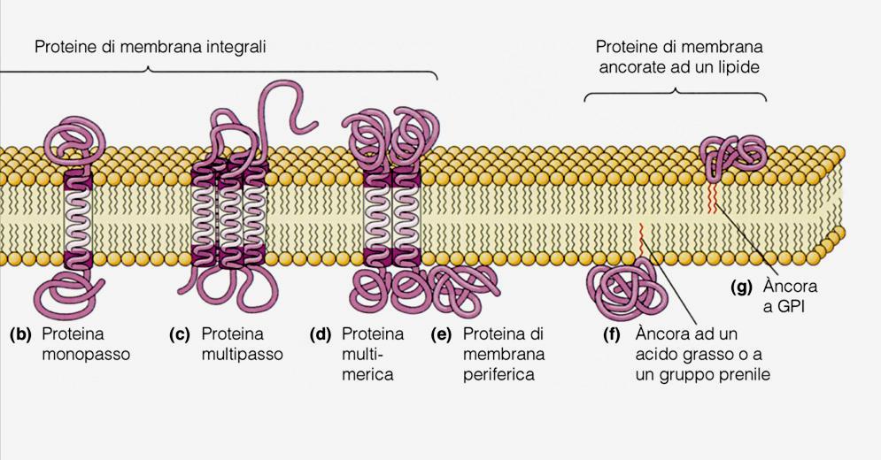 membrana plasmatica 1 2 2 Le proteine intracellulari (citoplasmatiche) ancorate a lipidi sono sintetizzate da ribosomi liberi,