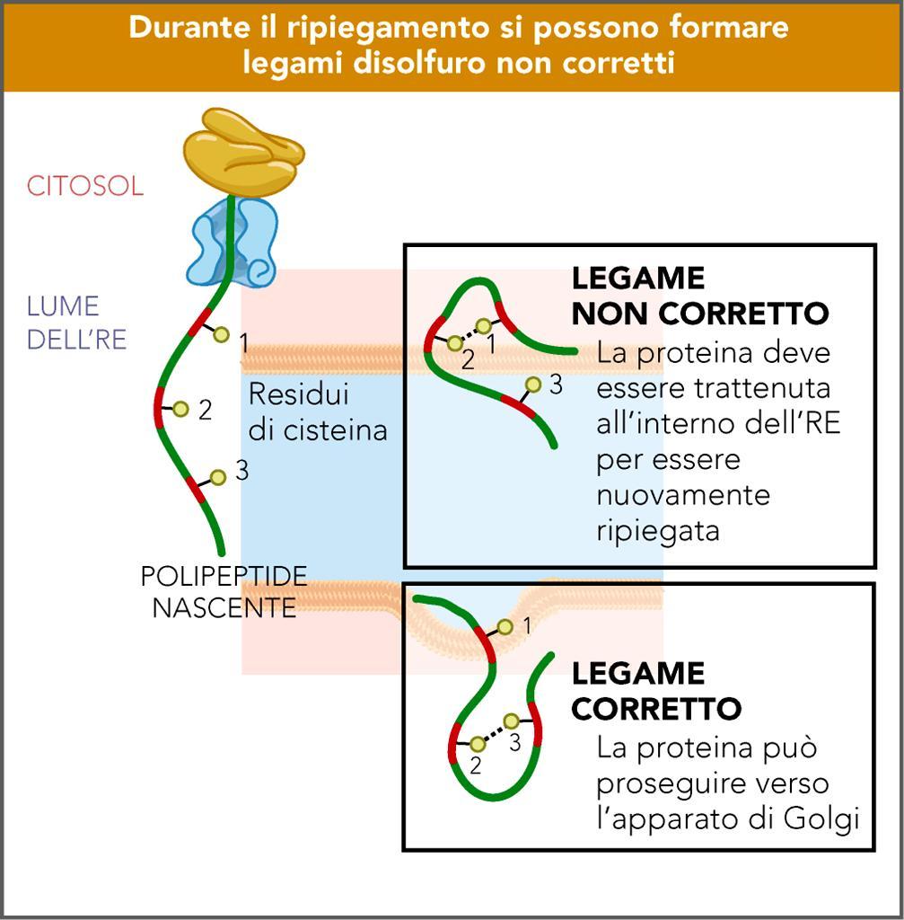 La corretta struttura tridimensionale delle proteine è monitorata dall interazione con proteine residenti nel RER.