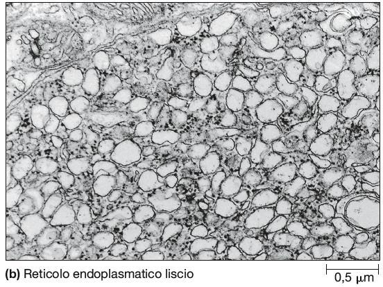 Quali sono le principali funzioni del REL?