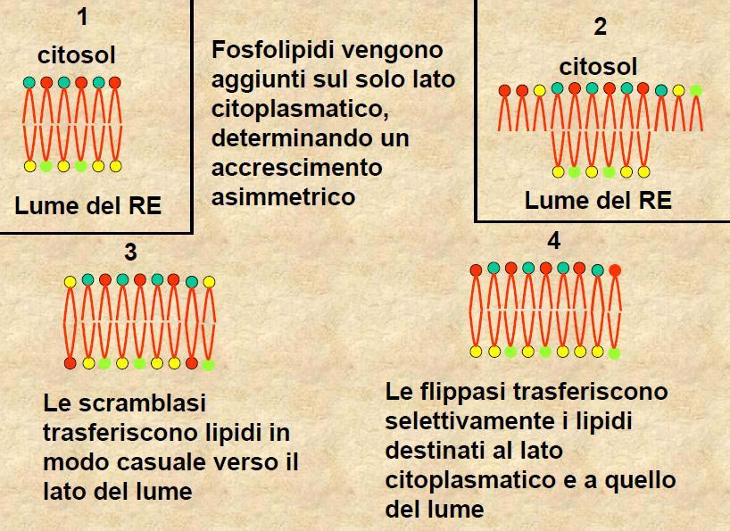 Sintesi dei lipidi di membrana I fosfolipidi di membrana vengono sintetizzati da enzimi localizzati nelle membrane del reticolo,