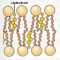 mitocondri perché gli enzimi della sintesi degli ormoni steroidei sono suddivisi tra questi due organelli.