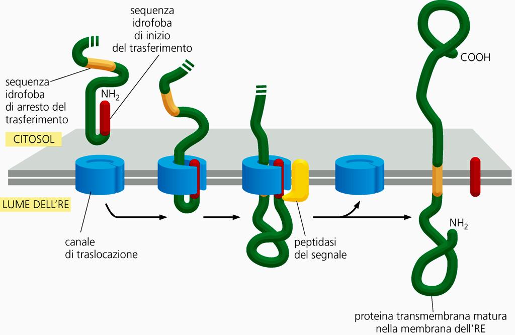 Integrazione nella membrana del RER di una