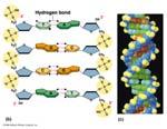 AMMINOACIDI PROTEINE NUCLEOTIDI ACIDI NUCLEICI Molecole biologiche (1)