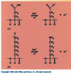 glutammico A ph fisiologico (ph ~ 7.