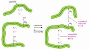 Ponti disulfuro (S-S) tra residui di cisteina FORMAZIONE DI PONTI S-S NELLE PROTEINE Questi legami incrociati possono collegare sia due parti della stessa catena polipeptidica che due catene